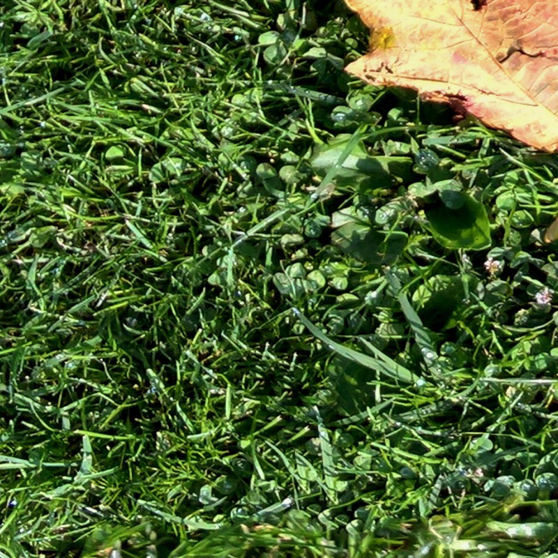 Textures   -   NATURE ELEMENTS   -   VEGETATION   -   Green grass  - Green grass texture seamless 17673 - HR Full resolution preview demo