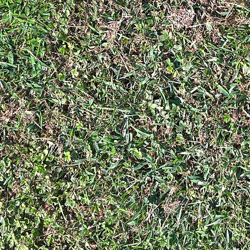 Textures   -   NATURE ELEMENTS   -   VEGETATION   -   Green grass  - Grass clippings texture seamless 17677 - HR Full resolution preview demo