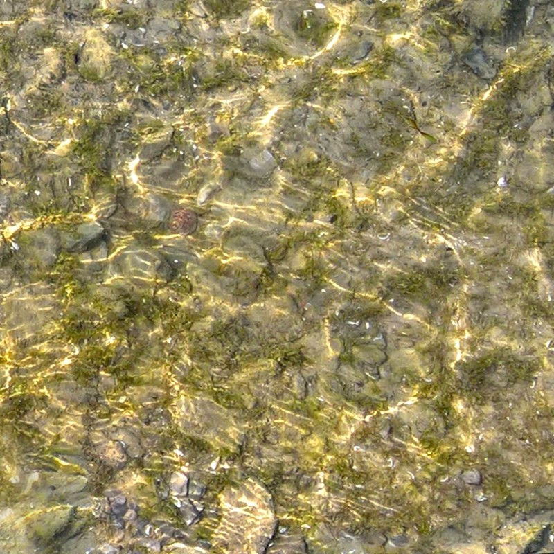 Textures   -   NATURE ELEMENTS   -   GRAVEL &amp; PEBBLES  - Pebbles under water texture seamless 18208 - HR Full resolution preview demo