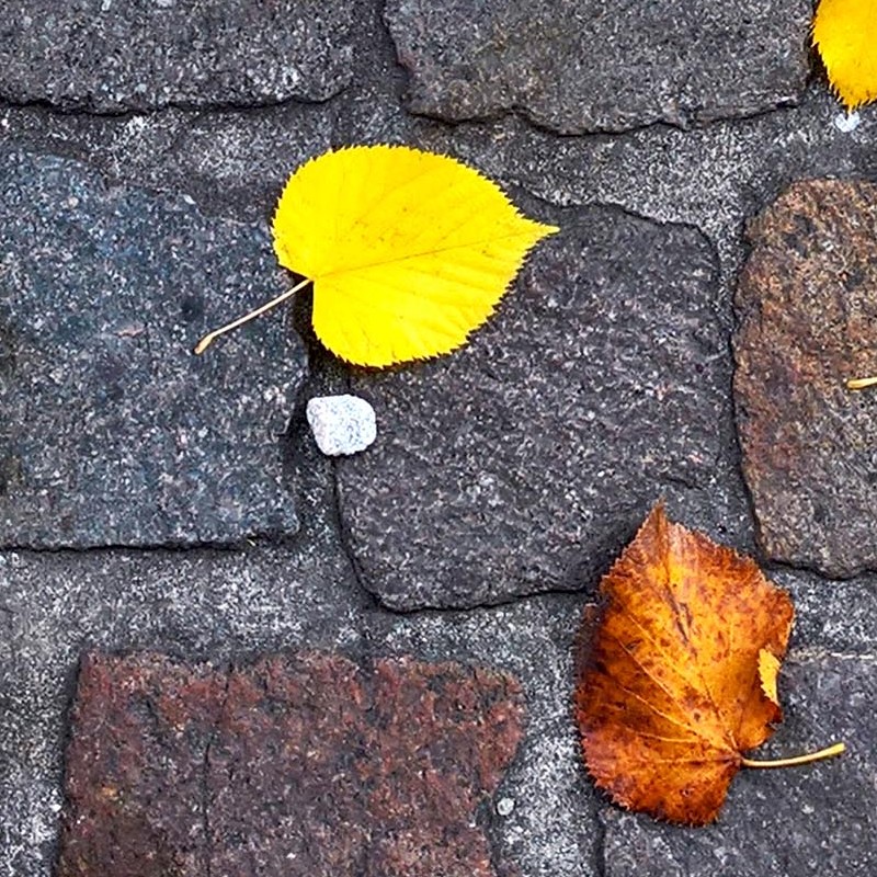 Textures   -   ARCHITECTURE   -   ROADS   -   Paving streets   -   Cobblestone  - Street paving cobblestone with leaves dead texture seamless 19017 - HR Full resolution preview demo