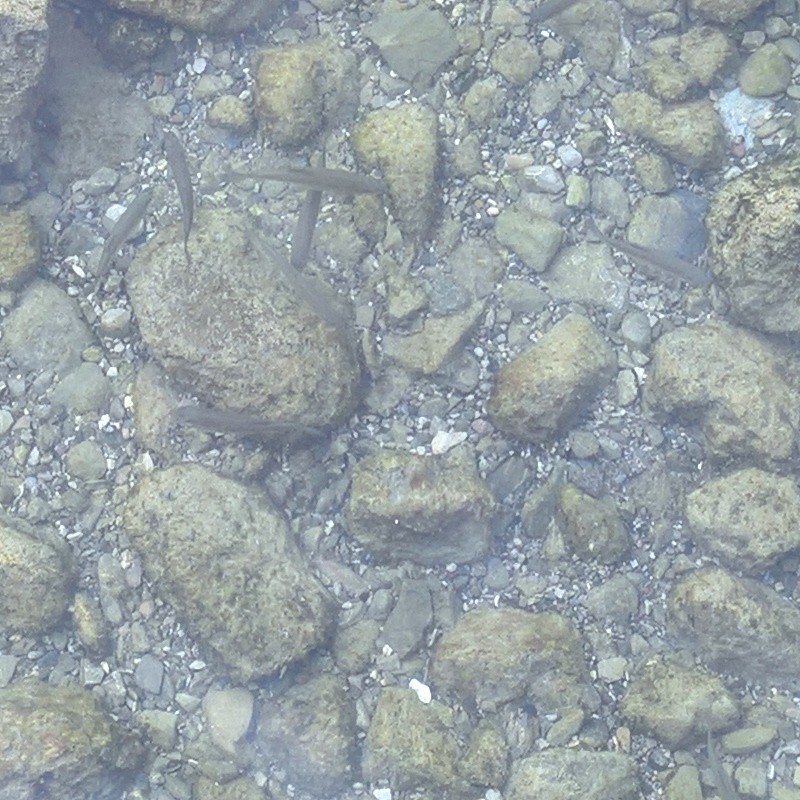 Textures   -   NATURE ELEMENTS   -   GRAVEL &amp; PEBBLES  - Pebbles under water texture 18213 - HR Full resolution preview demo