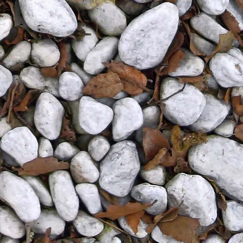 Textures   -   NATURE ELEMENTS   -   GRAVEL &amp; PEBBLES  - White pebbles stone with dead leaves texture seamless 19753 - HR Full resolution preview demo