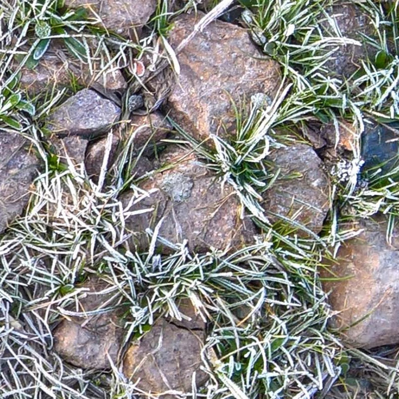 Textures   -   NATURE ELEMENTS   -   GRAVEL &amp; PEBBLES  - Pebbles and icy grass texture seamless 20189 - HR Full resolution preview demo