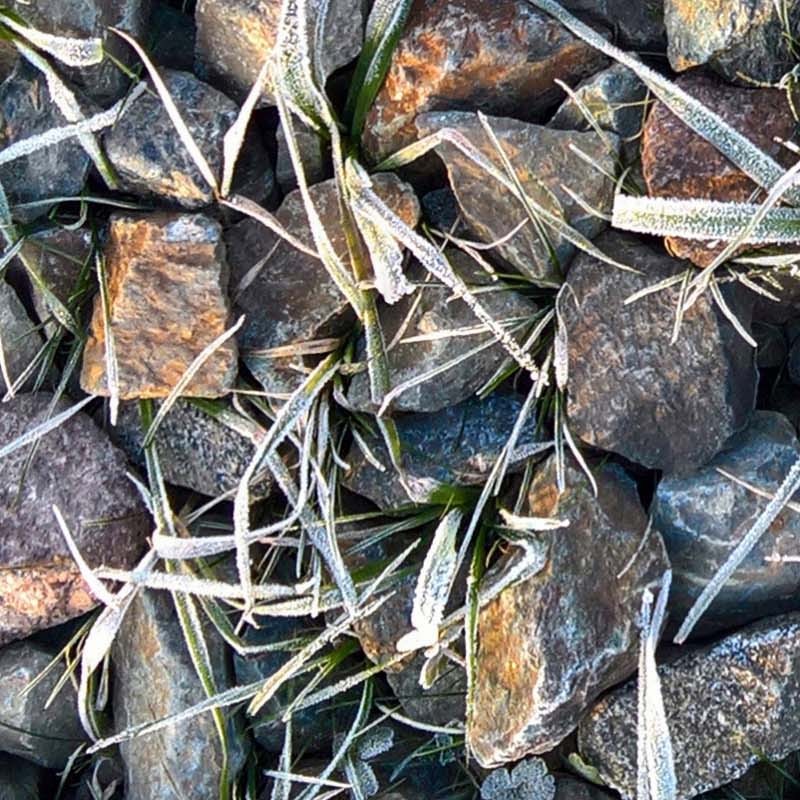 Textures   -   NATURE ELEMENTS   -   GRAVEL &amp; PEBBLES  - Pebbles and icy grass texture seamless 20190 - HR Full resolution preview demo