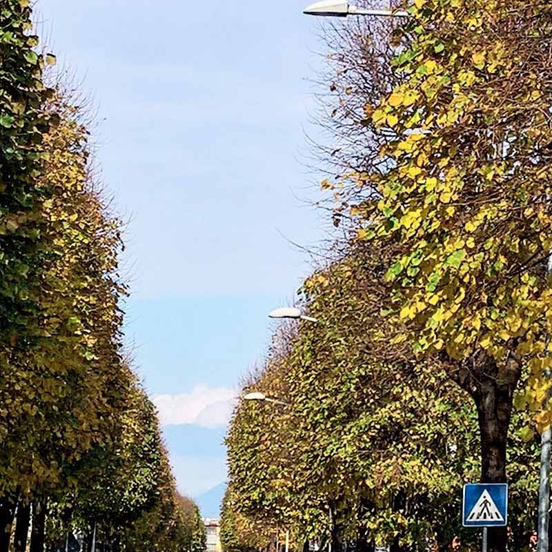 Textures   -   BACKGROUNDS &amp; LANDSCAPES   -   CITY &amp; TOWNS  - Avenue background with autumn trees 21045 - HR Full resolution preview demo
