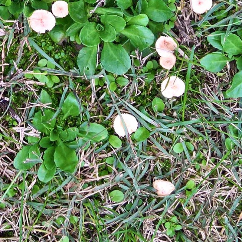 Textures   -   NATURE ELEMENTS   -   VEGETATION   -   Green grass  - Green grass with mushrooms texture seamless 19279 - HR Full resolution preview demo