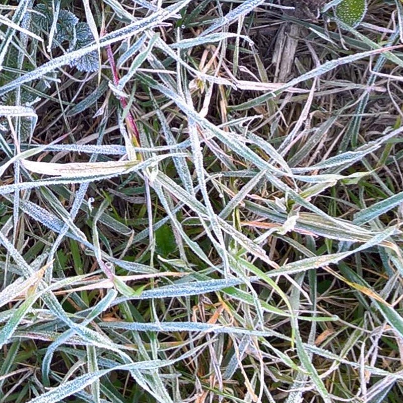 Textures   -   NATURE ELEMENTS   -   VEGETATION   -   Green grass  - Frozen grass texture seamless 19662 - HR Full resolution preview demo