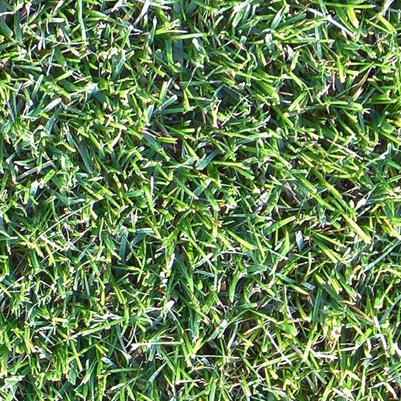 Textures   -   NATURE ELEMENTS   -   VEGETATION   -   Green grass  - Clippings grass texture seamless 20522 - HR Full resolution preview demo