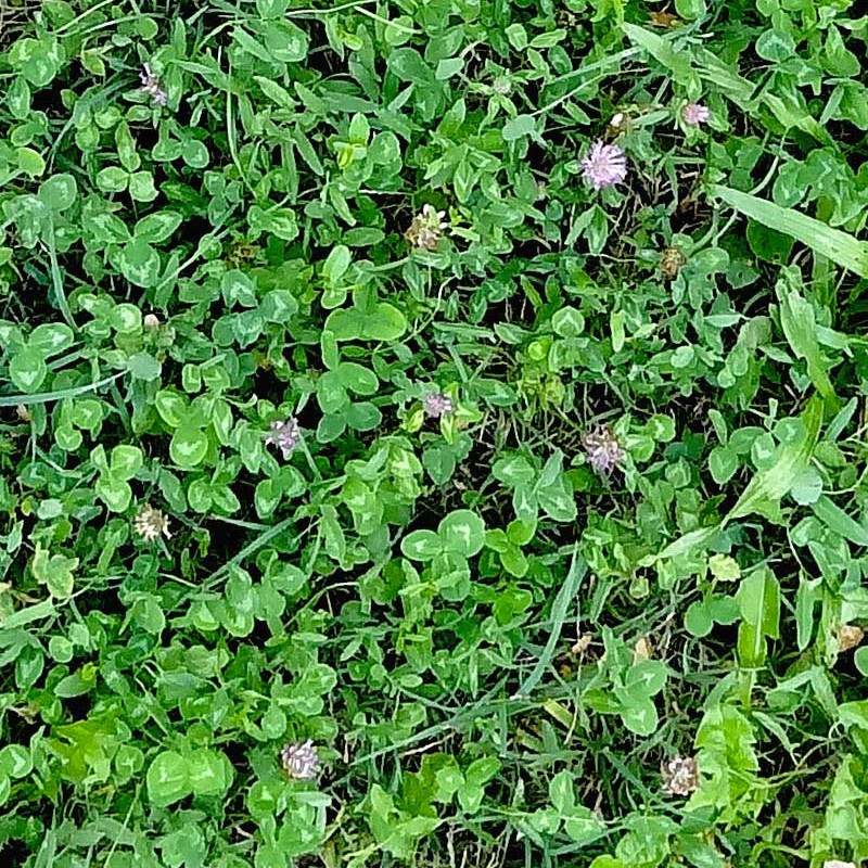 Textures   -   NATURE ELEMENTS   -   VEGETATION   -   Green grass  - Wild green grass texture seamless 20654 - HR Full resolution preview demo