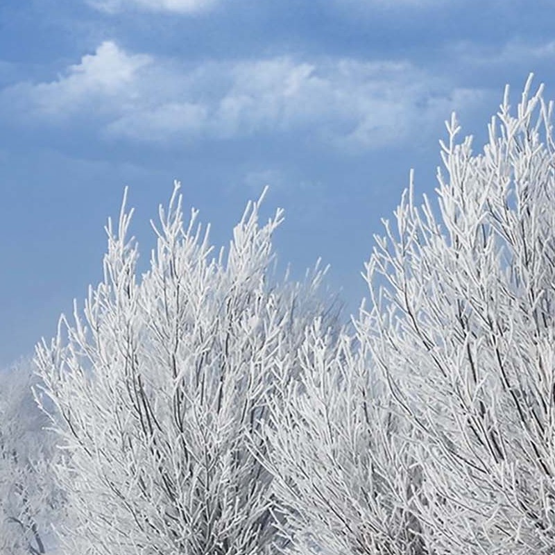 Textures   -   BACKGROUNDS &amp; LANDSCAPES   -   NATURE   -   Countrysides &amp; Hills  - Mulberries with snowy countryside landscape 20216 - HR Full resolution preview demo