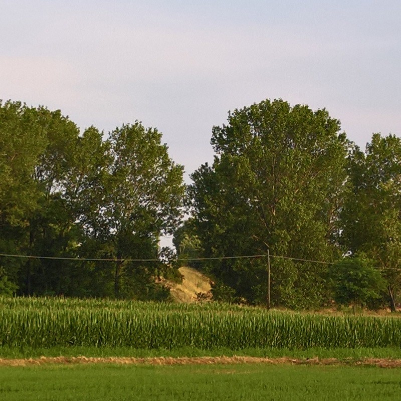 Textures   -   BACKGROUNDS &amp; LANDSCAPES   -   NATURE   -   Countrysides &amp; Hills  - Rice fields with trees in the background 20777 - HR Full resolution preview demo