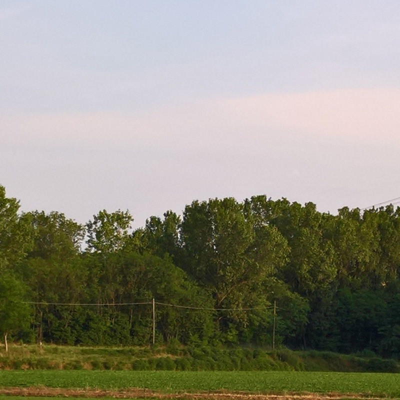 Textures   -   BACKGROUNDS &amp; LANDSCAPES   -   NATURE   -   Countrysides &amp; Hills  - Rice fields with trees in the background 20778 - HR Full resolution preview demo