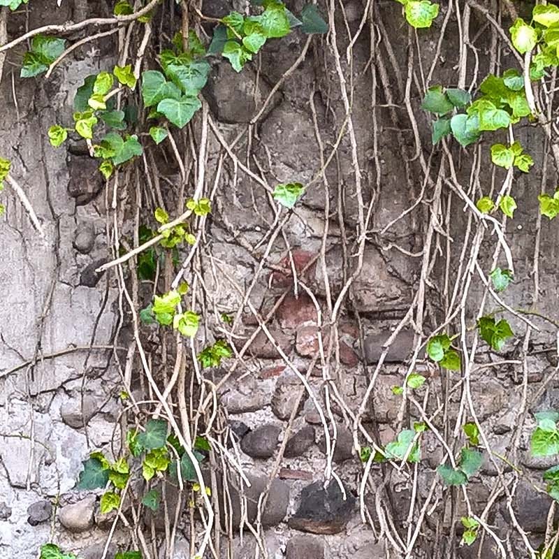 Textures   -   ARCHITECTURE   -   STONES WALLS   -   Stone walls  - Italy old wall stone with wild vegetation texture horizontal seamless 19674 - HR Full resolution preview demo