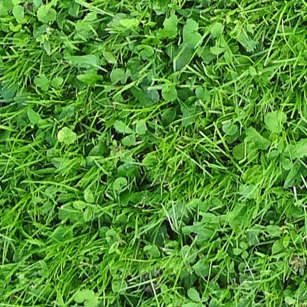 Textures   -   NATURE ELEMENTS   -   VEGETATION   -   Green grass  - Green grass texture seamless 18205 - HR Full resolution preview demo