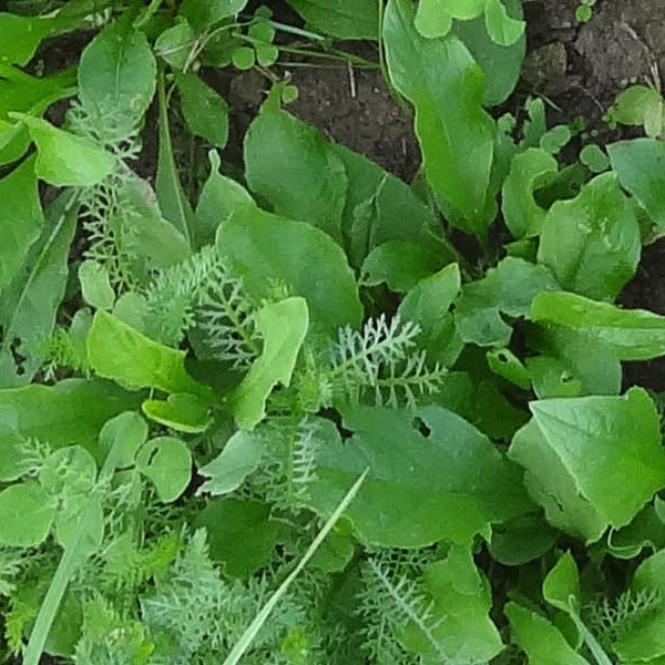 Textures   -   NATURE ELEMENTS   -   VEGETATION   -   Green grass  - Mixed grass with clover texture seamless 18244 - HR Full resolution preview demo