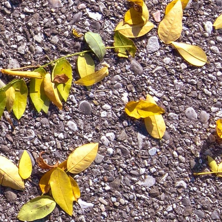 Textures   -   ARCHITECTURE   -   ROADS   -   Asphalt  - Asphalt with dead leaves texture seamless 18730 - HR Full resolution preview demo