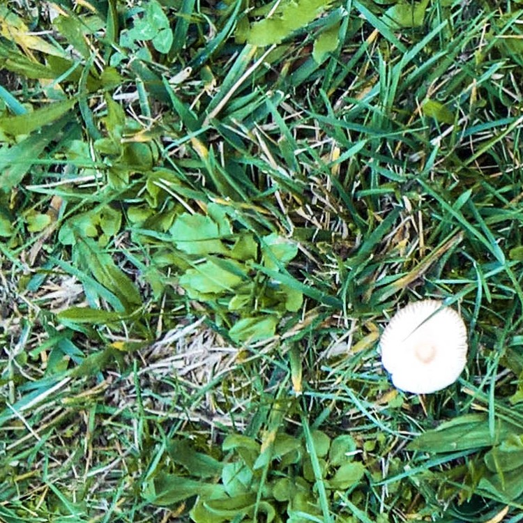 Textures   -   NATURE ELEMENTS   -   VEGETATION   -   Green grass  - Green grass with mushrooms texture seamless 19276 - HR Full resolution preview demo