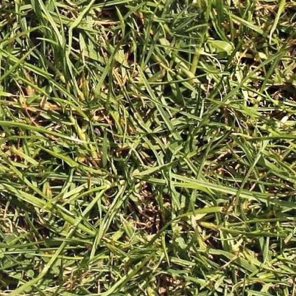 Textures   -   NATURE ELEMENTS   -   VEGETATION   -   Green grass  - Green grass texture seamless 21347 - HR Full resolution preview demo