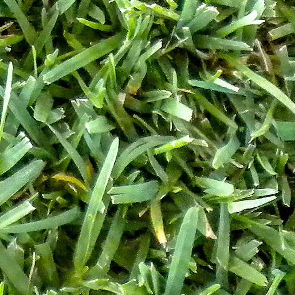 Textures   -   NATURE ELEMENTS   -   VEGETATION   -   Green grass  - green grass texture seamless 21348 - HR Full resolution preview demo