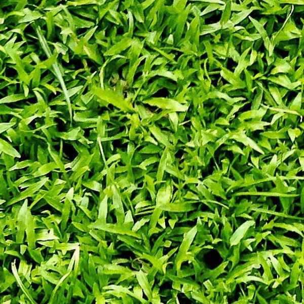 Textures   -   NATURE ELEMENTS   -   VEGETATION   -   Green grass  - Green grass texture seamless 21349 - HR Full resolution preview demo