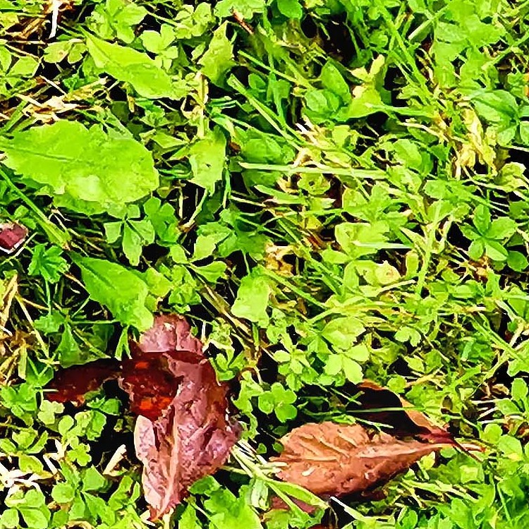 Textures   -   NATURE ELEMENTS   -   VEGETATION   -   Green grass  - Green grass PBR texture seamless 21692 - HR Full resolution preview demo