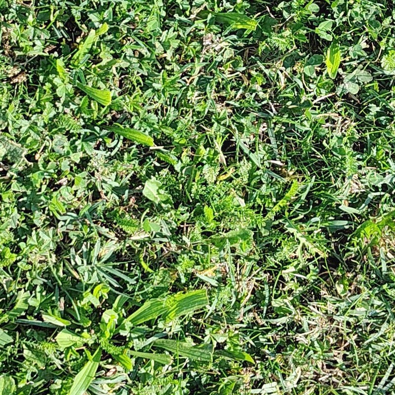 Textures   -   NATURE ELEMENTS   -   VEGETATION   -   Green grass  - Green grass pbr texture seamless 22094 - HR Full resolution preview demo