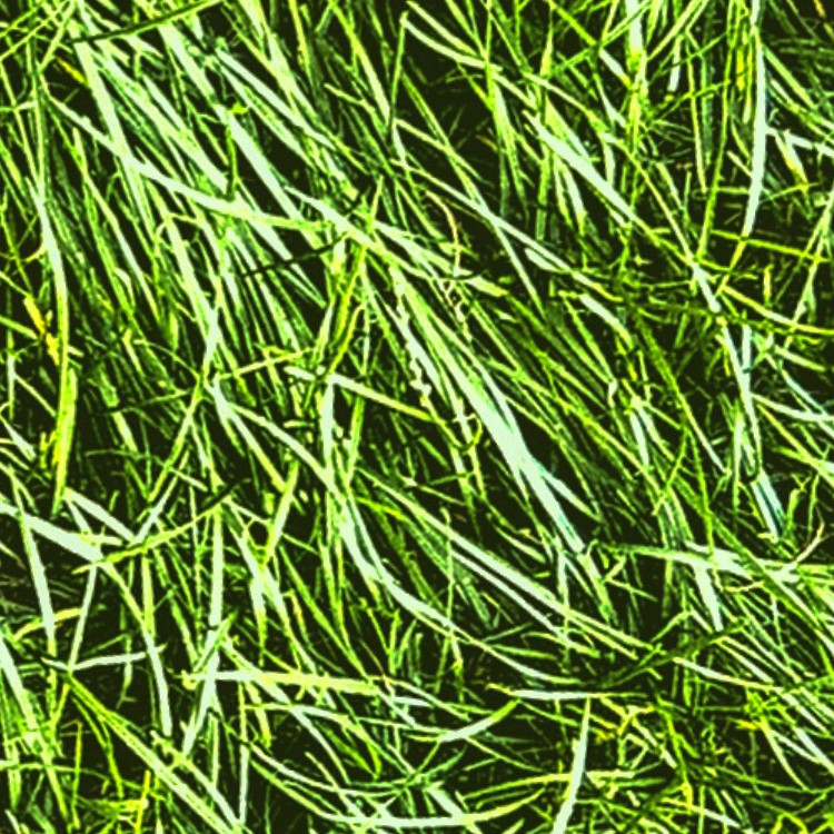 Textures   -   NATURE ELEMENTS   -   VEGETATION   -   Green grass  - Green grass texture seamless 12968 - HR Full resolution preview demo