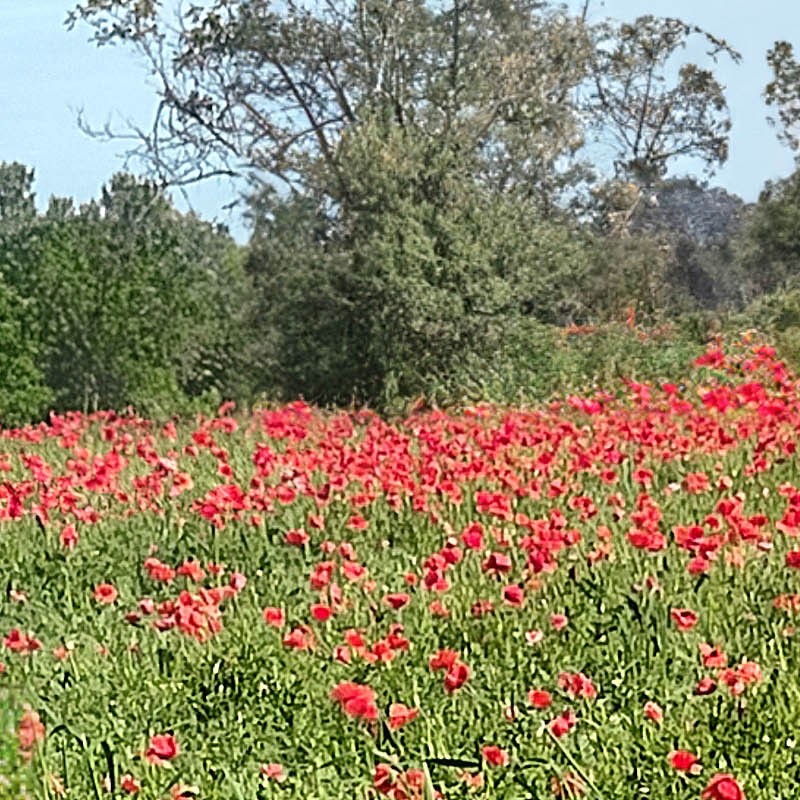 Textures   -   BACKGROUNDS &amp; LANDSCAPES   -   NATURE   -   Countrysides &amp; Hills  - Meadow with poppies background 22417 - HR Full resolution preview demo