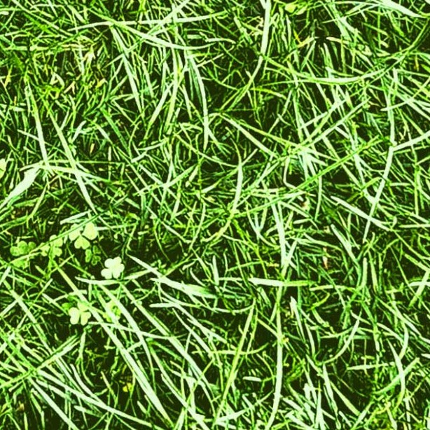 Textures   -   NATURE ELEMENTS   -   VEGETATION   -   Green grass  - Green grass texture seamless 12969 - HR Full resolution preview demo