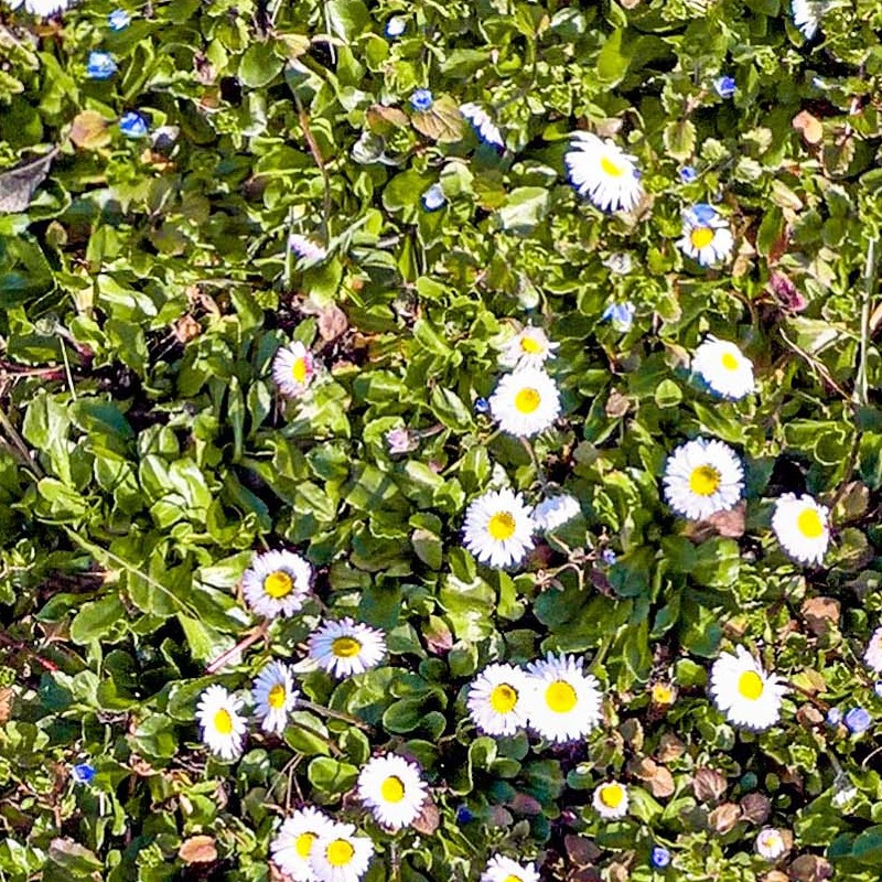 Textures   -   NATURE ELEMENTS   -   VEGETATION   -   Flowery fields  - First marguerites in march texture seamless 20542 - HR Full resolution preview demo