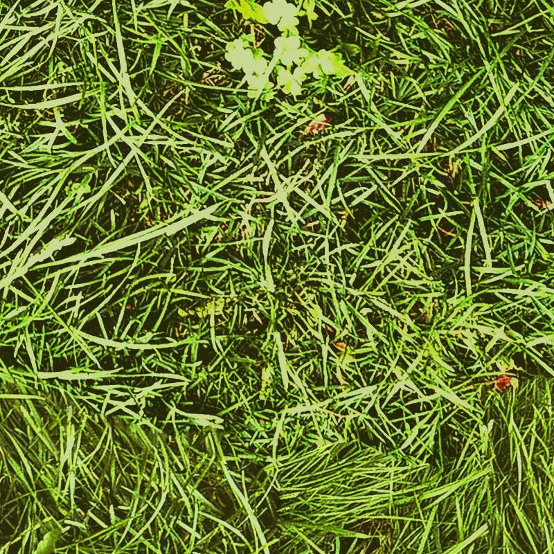 Textures   -   NATURE ELEMENTS   -   VEGETATION   -   Green grass  - Green grass texture seamless 12971 - HR Full resolution preview demo