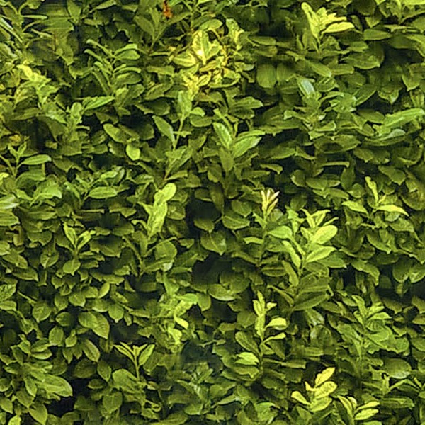 Textures   -   NATURE ELEMENTS   -   VEGETATION   -   Hedges  - Green hedge texture seamless 17381 - HR Full resolution preview demo