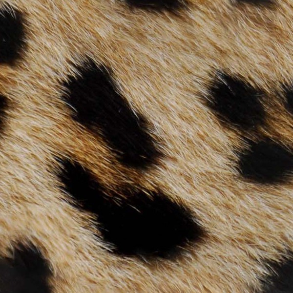Textures   -   MATERIALS   -   FUR ANIMAL  - Leopard faux fake fur animal texture seamless 09556 - HR Full resolution preview demo