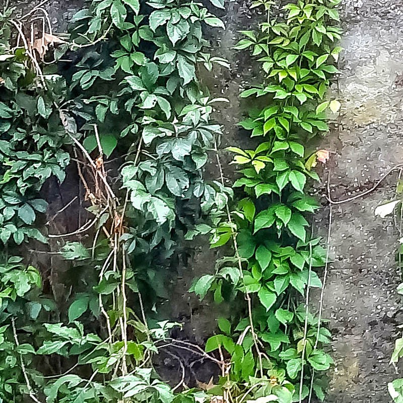 Textures   -   NATURE ELEMENTS   -   VEGETATION   -   Hedges  - Dirt concrete wall with wild creeper texture horizontal seamless 18409 - HR Full resolution preview demo