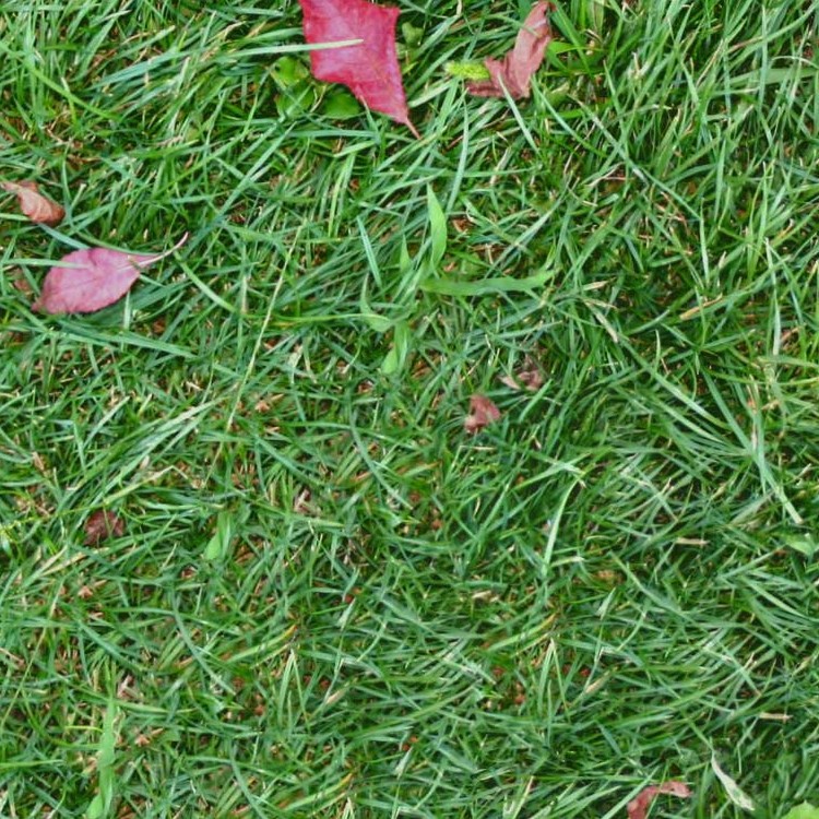 Textures   -   NATURE ELEMENTS   -   VEGETATION   -   Green grass  - Green grass texture seamless 12973 - HR Full resolution preview demo