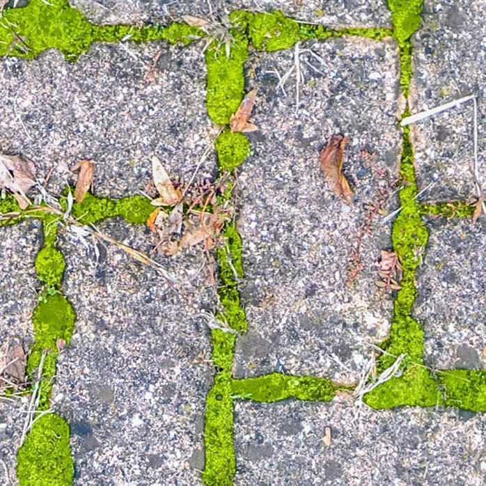 Textures   -   ARCHITECTURE   -   PAVING OUTDOOR   -   Concrete   -   Herringbone  - Herringbone concrete damaged paving outdoor with moss texture seamless 19275 - HR Full resolution preview demo
