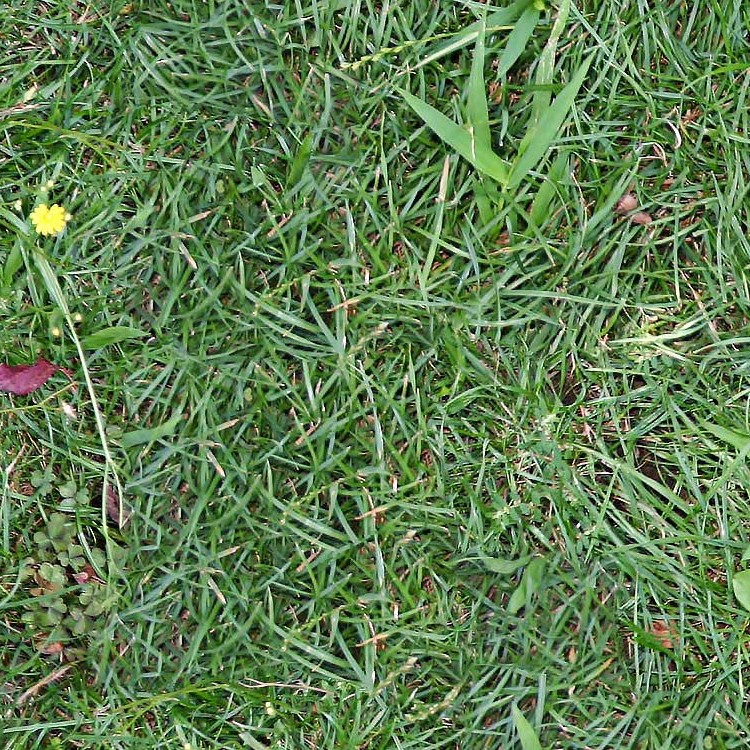 Textures   -   NATURE ELEMENTS   -   VEGETATION   -   Green grass  - Green grass texture seamless 12974 - HR Full resolution preview demo