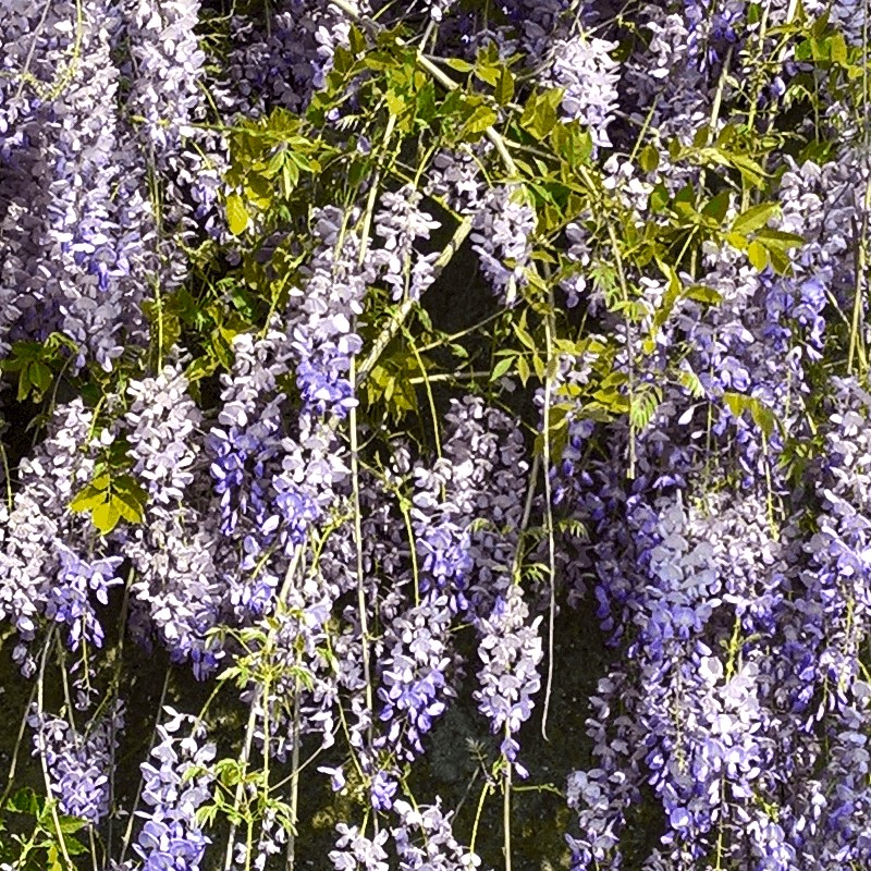 Textures   -   NATURE ELEMENTS   -   VEGETATION   -   Hedges  - Cement wall with wisteria cut out seamless 20735 - HR Full resolution preview demo