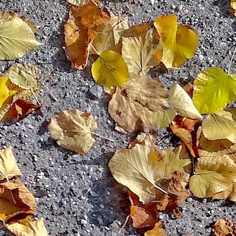 Textures   -   NATURE ELEMENTS   -   VEGETATION   -   Leaves dead  - Leaves dead on the asphalt texture seamless 20452 - HR Full resolution preview demo