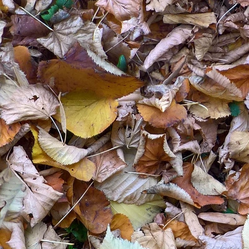 Textures   -   NATURE ELEMENTS   -   VEGETATION   -   Leaves dead  - Leaves dead PBR texture seamless 22027 - HR Full resolution preview demo