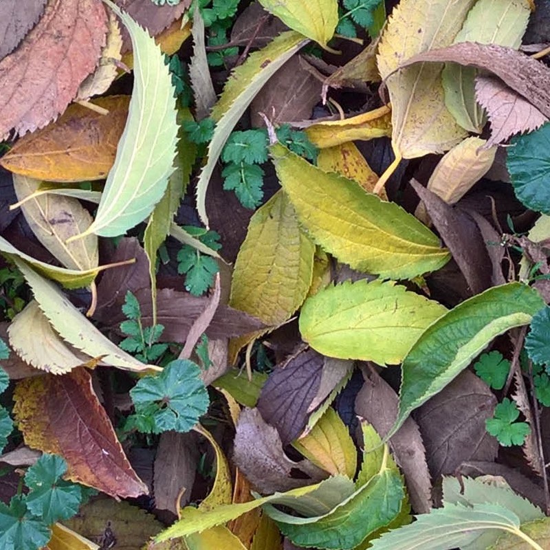 Textures   -   NATURE ELEMENTS   -   VEGETATION   -   Leaves dead  - Leaves dead PBR texture seamless 22028 - HR Full resolution preview demo