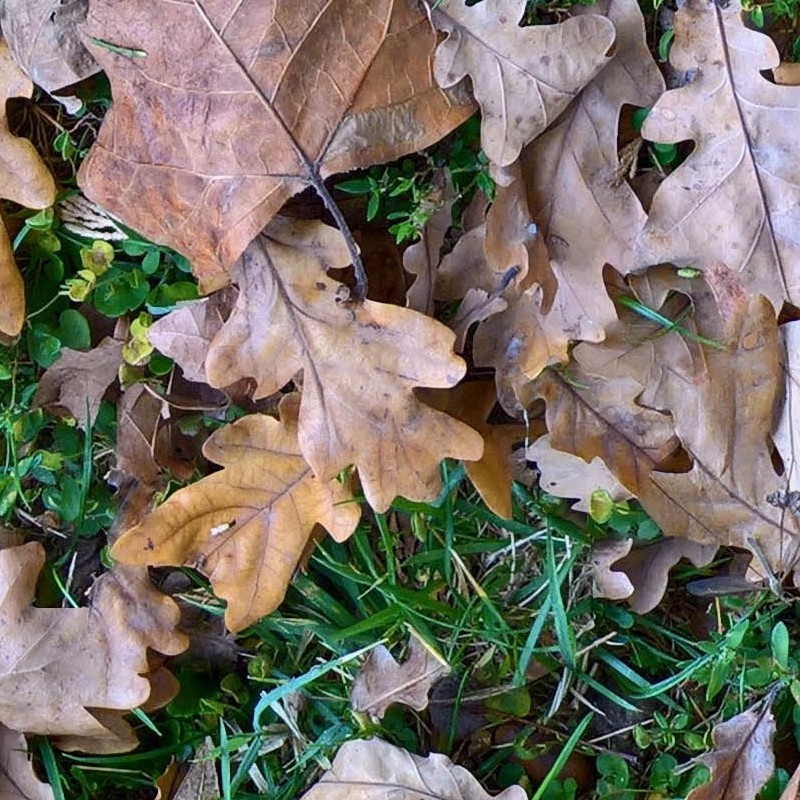 Textures   -   NATURE ELEMENTS   -   VEGETATION   -   Leaves dead  - Leaves dead PBR texture seamless 22029 - HR Full resolution preview demo