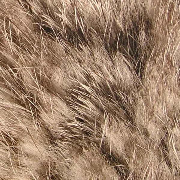 Textures   -   MATERIALS   -   FUR ANIMAL  - Faux fake fur animal texture seamless 09559 - HR Full resolution preview demo