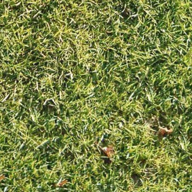 Textures   -   NATURE ELEMENTS   -   VEGETATION   -   Green grass  - Green grass texture seamless 12975 - HR Full resolution preview demo