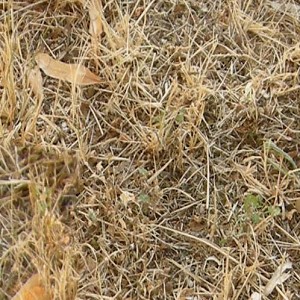 Textures   -   NATURE ELEMENTS   -  VEGETATION - Dry grass