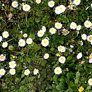 Textures   -   NATURE ELEMENTS   -  VEGETATION - Flowery fields