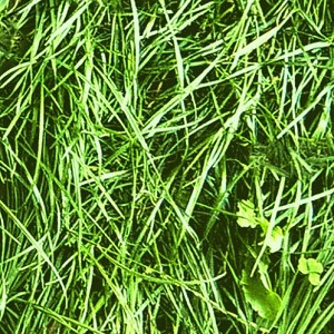 Textures   -   NATURE ELEMENTS   -  VEGETATION - Green grass
