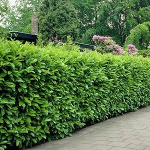 Textures   -   NATURE ELEMENTS   -  VEGETATION - Hedges