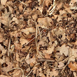 Textures   -   NATURE ELEMENTS   -  VEGETATION - Leaves dead
