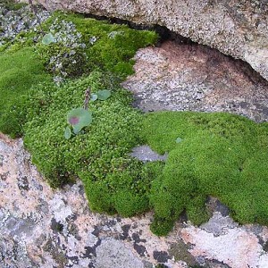 Textures   -   NATURE ELEMENTS   -  VEGETATION - Moss